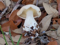 Leucopaxillus laterarius