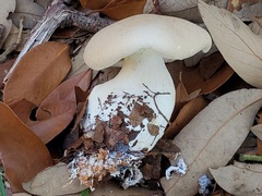 Leucopaxillus laterarius