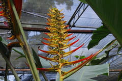 Heliconia lingulata