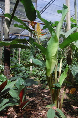 Heliconia lingulata