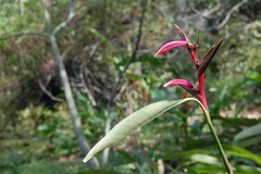 Heliconia metallica