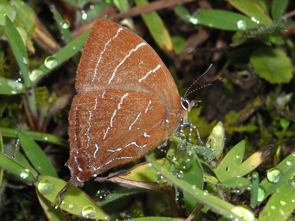 Micandra aegides