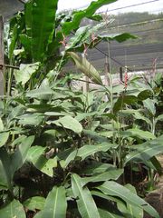 Heliconia metallica