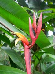 Heliconia osaensis