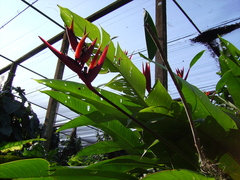 Heliconia osaensis