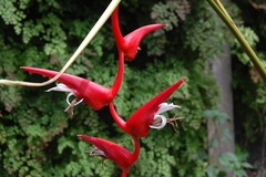 Heliconia pendula