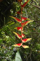 Heliconia platystachys
