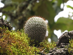 Mammillaria haageana
