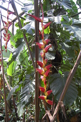 Heliconia pogonantha