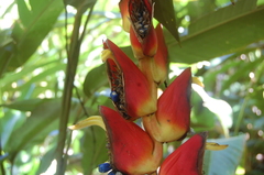 Heliconia pogonantha