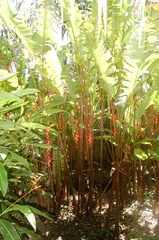 Heliconia pogonantha