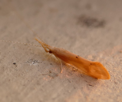 Triaenodes marginatus