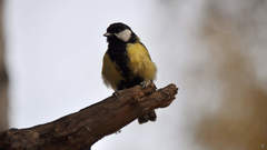 Parus major
