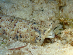 Terebellum terebellum