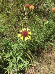 Gaillardia aestivalis