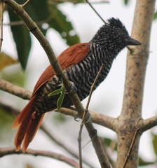 Thamnophilus palliatus