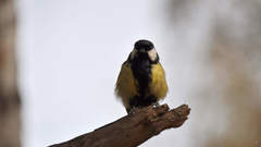 Parus major