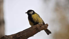 Parus major