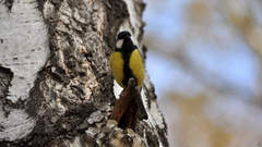 Parus major