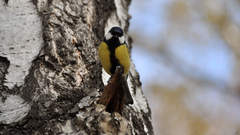 Parus major