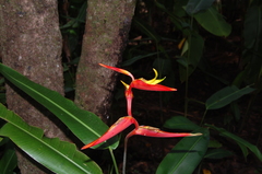Heliconia schiedeana