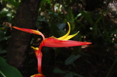Heliconia schiedeana