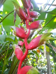 Heliconia standleyi