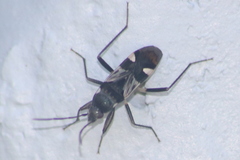 Dieuches maculicollis