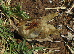 Colchicum melanthioides image