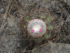 Melocactus peruvianus