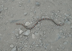 Micrurus tschudii