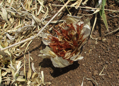 Colchicum melanthioides subsp. melanthioides image