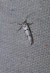 Enaemia atrolinea