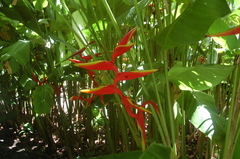 Heliconia × rauliniana
