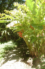 Heliconia × rauliniana