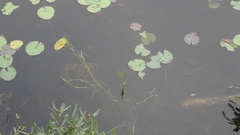 Dulichium arundinaceum