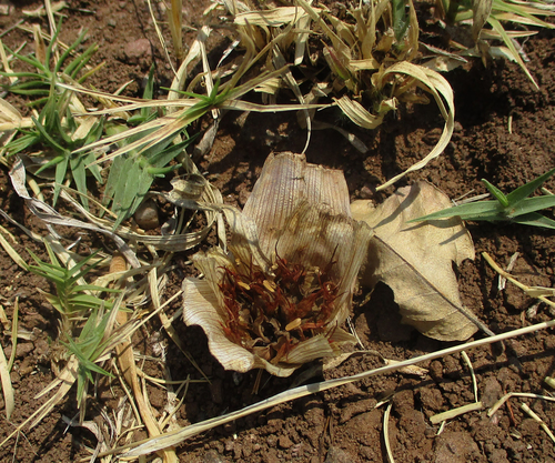 Colchicum melanthioides image