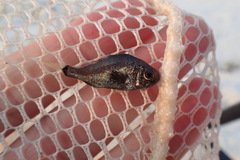 Larimus fasciatus