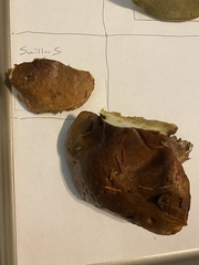 Suillus punctatipes