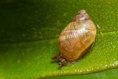 Plectostylus
