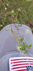 Desmanthus bicornutus