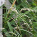 Persicaria japonica - Photo (c) harum.koh, osa oikeuksista pidätetään (CC BY-SA), lähettänyt harum.koh