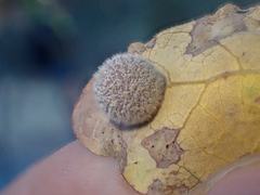 Cynips multipunctata