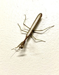 Stagmomantis limbata