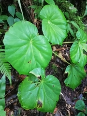 Image of Begonia multinervia