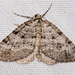 Perizoma curvilinea - Photo (c) Jim Johnson, μερικά δικαιώματα διατηρούνται (CC BY-NC-ND), uploaded by Jim Johnson