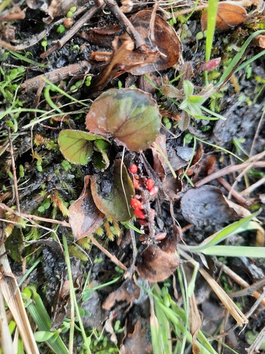 Gunnera densiflora, photograph 1