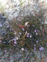 Euryomyrtus ramosissima ramosissima