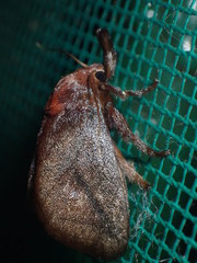 Hyphorma