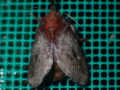 Hyphorma